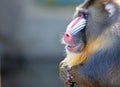 Colorful mandrill baboon