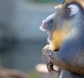 Colorful mandrill baboon