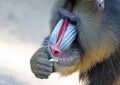 Colorful mandrill baboon Royalty Free Stock Photo
