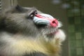 monkey Colorful mandrill (Mandrillus sphinx) Royalty Free Stock Photo