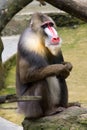 Colorful mandrill sitting on a rock