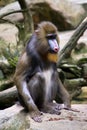 Colorful mandrill sitting on a rock