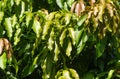 Colorful mango leaves for natural background Royalty Free Stock Photo