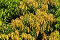 Colorful mango leaves for natural background Royalty Free Stock Photo