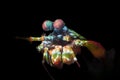 Colorful Mantis Shrimp with Complex Eyes Royalty Free Stock Photo