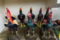 Colorful of a many statues, Roosters are placed around the