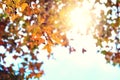 Colorful maple foliage tree in the autumn park