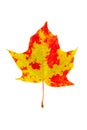 Colorful maple leaf Royalty Free Stock Photo