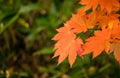 Colorful of Maple leaf or Acer pseudoplatanus. The wind is blowing a Maple leaves are changing colors in the autumn with blur Royalty Free Stock Photo