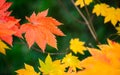 Colorful of Maple leaf or Acer pseudoplatanus. The wind is blowing a Maple leaves are changing colors in the autumn with blur Royalty Free Stock Photo