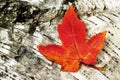 Colorful Maple Leaf on a Birch Log Royalty Free Stock Photo