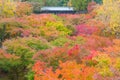 Colorful Maple Leaf Colors Tree in Japan Travel Autumn Season at Tofukuji Temple Kyoto