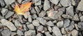 Colorful maple leaf on gray gravel background with copy space. The natural texture of autumn fall leaf on grey stone. Rough stone Royalty Free Stock Photo