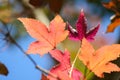 Colorful maple leaf