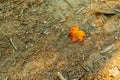 Colorful maple leaf on sandy ground in the forest Royalty Free Stock Photo