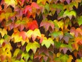 Colorful Maple Leafs
