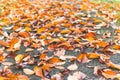 Colorful maple leave on the ground,lawn for background in the park. Royalty Free Stock Photo