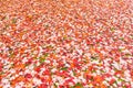 Colorful maple leave on the ground,lawn for background in the park. Royalty Free Stock Photo