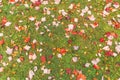 Colorful maple leave on the ground,lawn for background in the park.