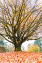 Colorful maple leave on the ground,lawn for background in the park. Royalty Free Stock Photo