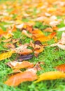 Colorful maple leave on the ground,lawn for background in the park,autumn season