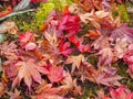 Colorful maple leave on mossy stone
