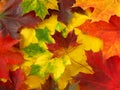 Colorful maple leaves