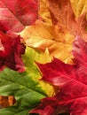 Colorful maple leaves