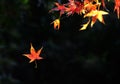 Colorful maple leaves