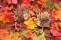 Colorful maple leaves