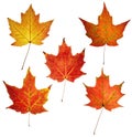 Colorful maple leaves