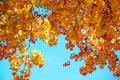 Colorful maple leaves with blue sky background