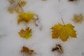 Colorful maple leaves, the first snow. Autumn, November, Royalty Free Stock Photo