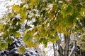 Colorful maple leaves, the first snow. Autumn, November, Royalty Free Stock Photo