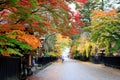 Colorful maple leaves in Kakunodate Samurai Village