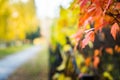 Colorful maple leaves on the old black fence