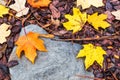 Colorful maple leaves on the side path in the front yard in autumn