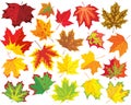 Colorful maple leaves