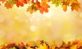 Autumn background with maple leaves Royalty Free Stock Photo