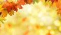 Autumn background with maple leaves Royalty Free Stock Photo