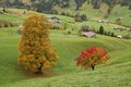 Colorful maple and pear tree on a green meadow near Gstaad Royalty Free Stock Photo