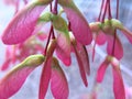 Colorful maple seeds