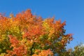 Colorful Maple Tree in the Fall Royalty Free Stock Photo