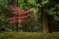 Colorful maple tree and giant cedars in a Japanese garden