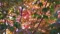 A view of Colorful Maple tree branches