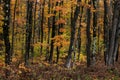 Colorful Maple trees in autumn time in Western Michigan Upper peninsula wilderness.