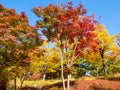 Colorful maple trees in park on sunny autumn day Royalty Free Stock Photo