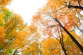Colorful maple trees reaching sky Royalty Free Stock Photo