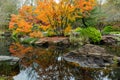 Colorful maple trees reflecting in the pond in the Japanese Garden at Gibbs in Georgia. Royalty Free Stock Photo