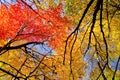 Colorful maple treetops, autumn